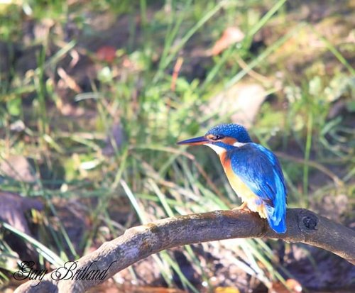 Kingfisher, Hyndburn, Lancashire