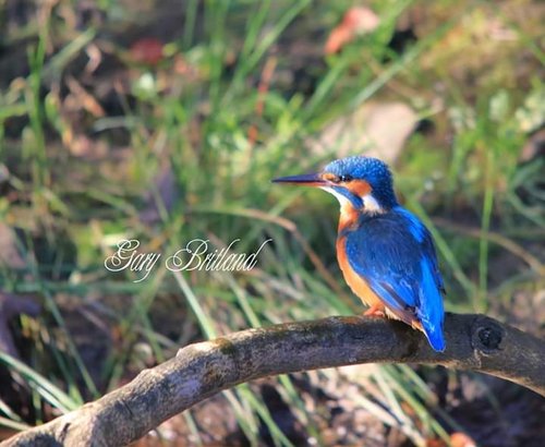 Kingfisher, Hyndburn, Lancashire