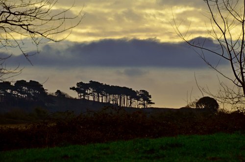 Pine silhouettes