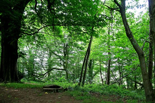 Fresh green of new leaves