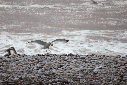 A plane bird