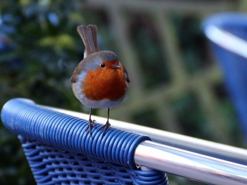 Robin at Otterton