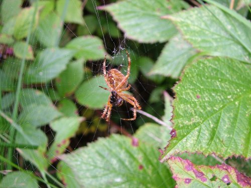 Spider and web