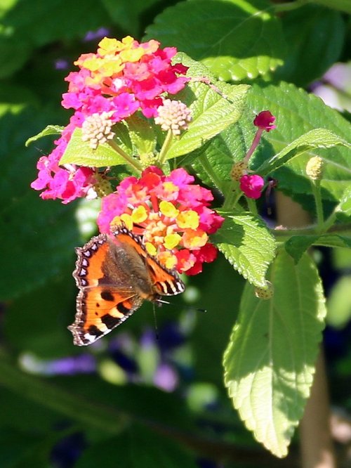 Bicton butterfly