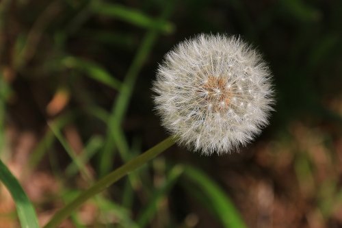 Nature' Timepiece