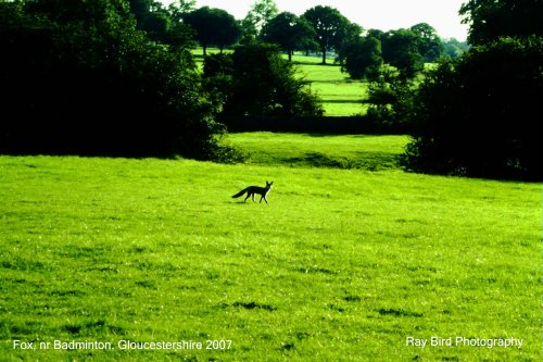 Fox, nr Badminton, Gloucestershire 2007