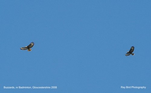 Buzzards, nr Badminton, Gloucestershire 2008