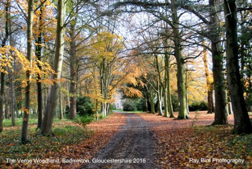 The Verge Woodland, Badminton, Gloucestershire 2016