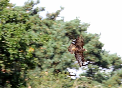 Woodbury golden eagle