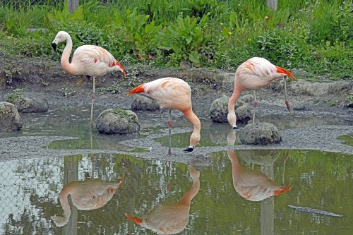 Wingham Wildlife Park