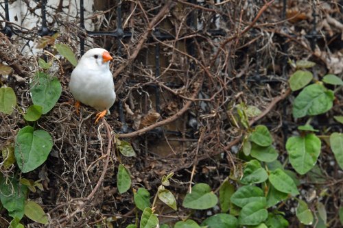 Wingham Wildlife Park