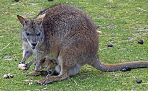 Wingham Wildlife Park