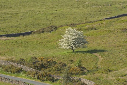 Lone Tree in Blossom at The Roaches, Upper Hulme, Staffordshire Moorlands