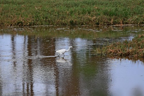 Egret