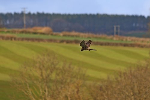 Otterton kestrel