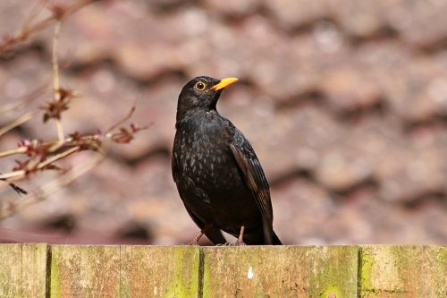 Budleigh blackbird