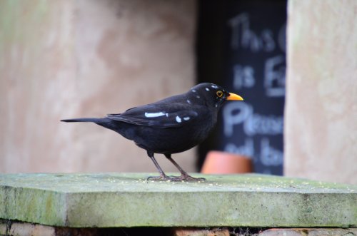 Budleigh blackbird