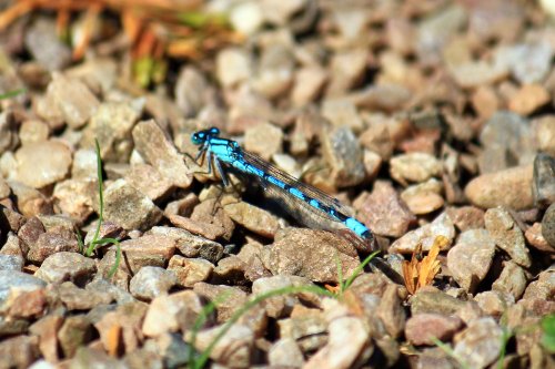 Bicton dragonfly