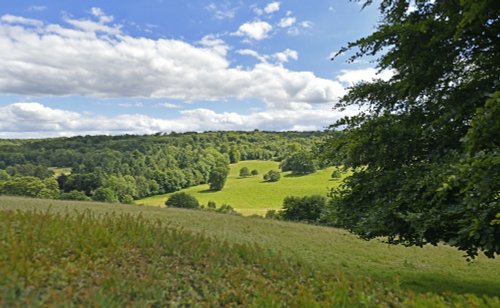 Polesden Lacy, view of the Downs from the Nun's Walk