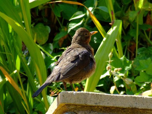 Budleigh blackbird