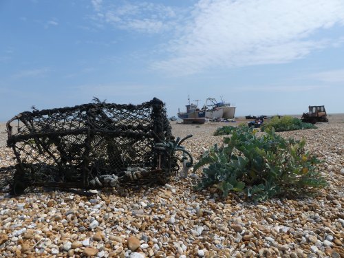 Dungeness