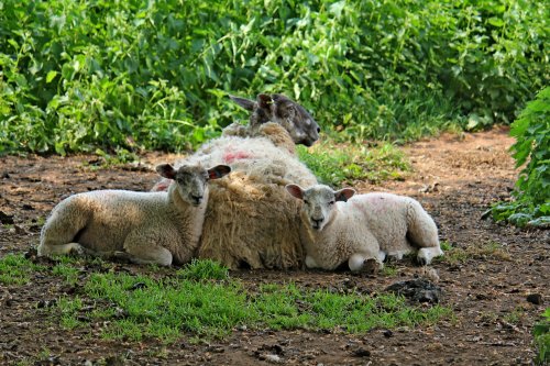 Bicton sheep