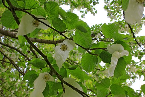 Bicton handkerchief tree