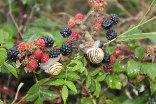 Otterton's hungry snails