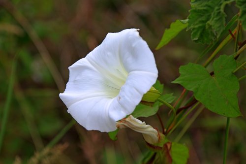 Budleigh Bindweed