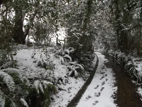 Footprints in the snow