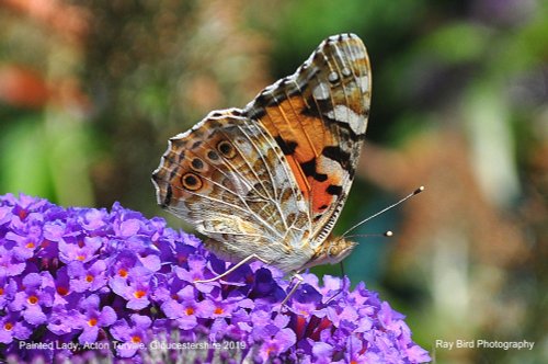 Painted Lady Butterfly, Acton Turville, Gloucestershire 2019