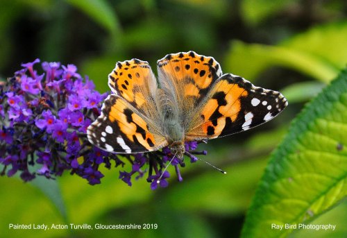 Painted Lady Butterfly, Acton Turville, Gloucestershire 2019