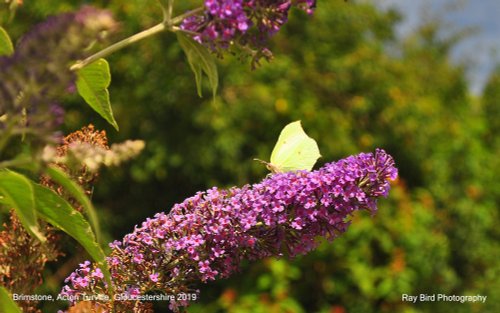 Brimstone Butterfly, Acton Turville, Gloucestershire 2019