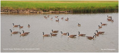 Canada Geese, Badminton Lake, Badminton, Gloucestershire 2019