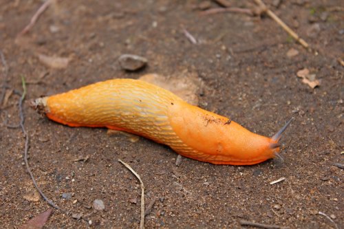 Budleigh Salterton – orange slug