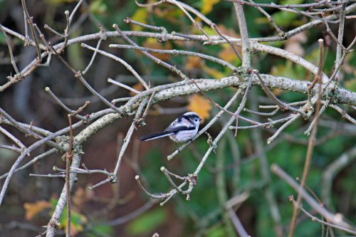 Otterton – Long tailed tit