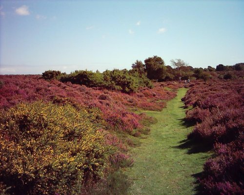 Westleton Heath Nature Reserve, Suffolk