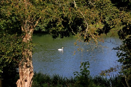 Bicton lake