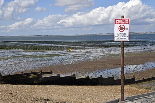 Whitstable Oyster beds