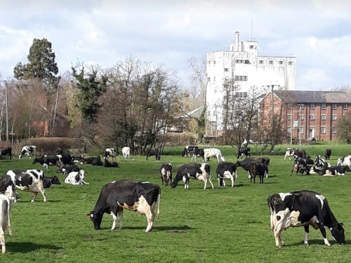 Ditchingham near Bungay