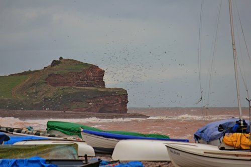 Budleigh Birds