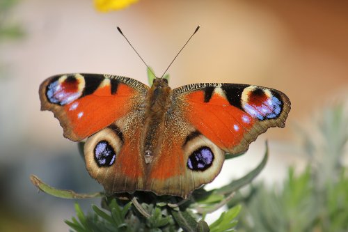 Budleigh Butterfly