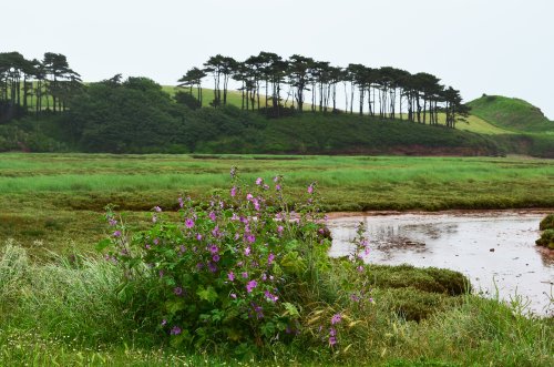 Budleigh mallow