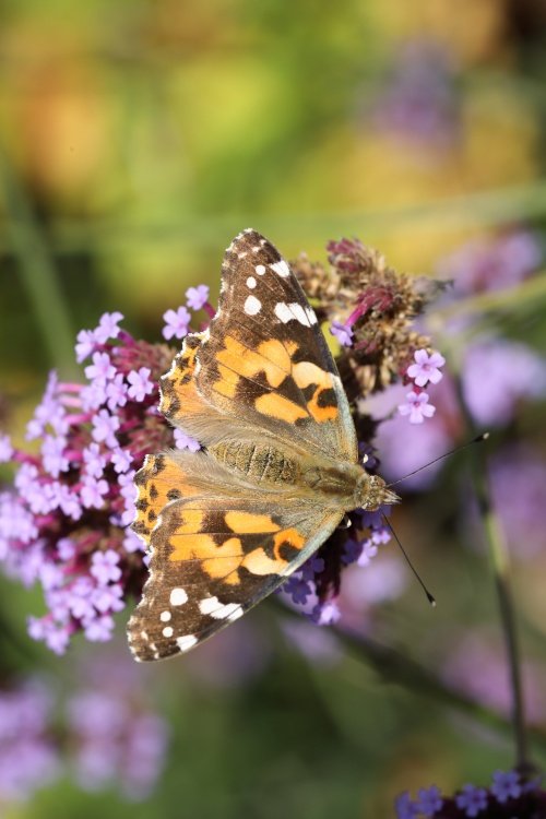 Painted Lady Butterfly at Greys Court