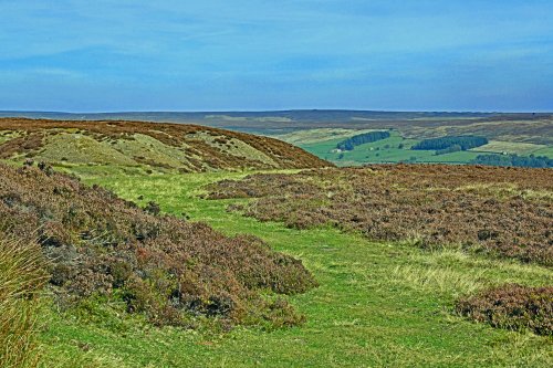 Spaunton Moor