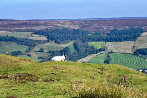 Spaunton Moor