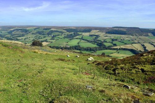 Spaunton Moor