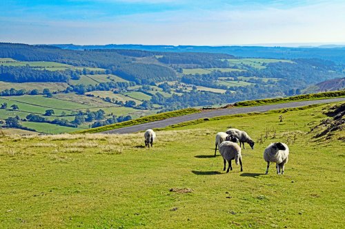 Spaunton Moor