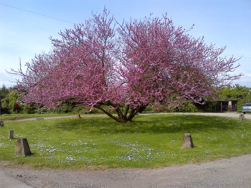 Judas tree at stables