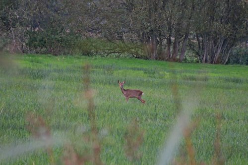 Budleigh deer